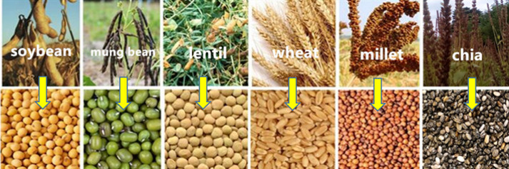 Trilladora portátil de múltiples cultivos, arroz, trigo, mijo, frijoles, sésamo, chía